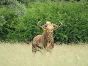 LOT 7 1x GOUE WILDEBEES BUL/ GOLDEN WILDEBEEST BULL - SAKO 31 2/8"