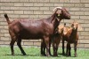 LOT 24 1+2X KALAHARI RED OOI/EWE