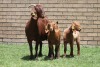 LOT 24 1+2X KALAHARI RED OOI/EWE - 2