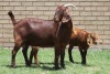 LOT 24 1+2X KALAHARI RED OOI/EWE - 3