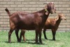 LOT 24 1+2X KALAHARI RED OOI/EWE - 4