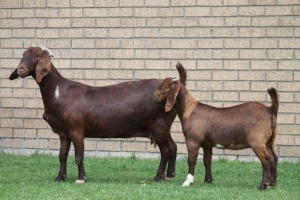 LOT 26 1+1X KALAHARI RED OOI/EWE