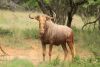 LOT 8 1x GOUE WILDEBEES BUL/ GOLDEN WILDEBEEST BULL - 30" +