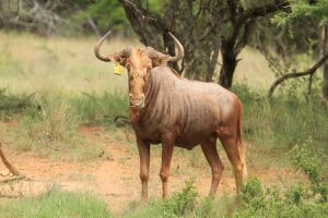 LOT 8 1x GOUE WILDEBEES BUL/ GOLDEN WILDEBEEST BULL - 30" +