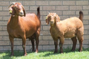 LOT 27 1+1X KALAHARI RED OOI/EWE