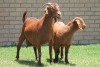 LOT 27 1+1X KALAHARI RED OOI/EWE - 2