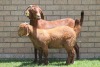 LOT 27 1+1X KALAHARI RED OOI/EWE - 4