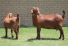 LOT 27 1+1X KALAHARI RED OOI/EWE - 6