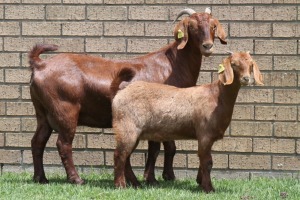 LOT 25 1+1X KALAHARI RED OOI/EWE