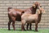 LOT 25 1+1X KALAHARI RED OOI/EWE - 2