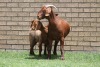 LOT 25 1+1X KALAHARI RED OOI/EWE - 3