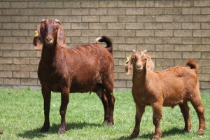 LOT 28 1+1X KALAHARI RED OOI/EWE