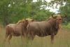 LOT 9  1+1x DRAGTIGE GOUEWILDEBEES KOEI MET KALF/ PREGNANT GOLDEN WILDEBEEST COW WITH CALF - 3 IN 1