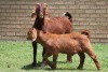 LOT 28 1+1X KALAHARI RED OOI/EWE - 2