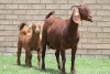 LOT 28 1+1X KALAHARI RED OOI/EWE - 3