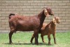 LOT 28 1+1X KALAHARI RED OOI/EWE - 5