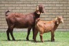 LOT 28 1+1X KALAHARI RED OOI/EWE - 6