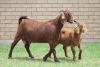 LOT 28 1+1X KALAHARI RED OOI/EWE - 7