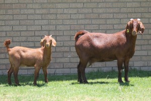 LOT 29 1+1X KALAHARI RED OOI/EWE