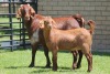 LOT 29 1+1X KALAHARI RED OOI/EWE - 2