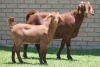 LOT 29 1+1X KALAHARI RED OOI/EWE - 3