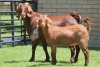 LOT 29 1+1X KALAHARI RED OOI/EWE - 4