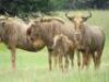LOT 10 5x GOUEWILDEBEES KOEI/ GOLDEN WILDEBEEST COW (PER STUK OM LOT TE NEEM/PER PIECE TO TAKE THE LOT)