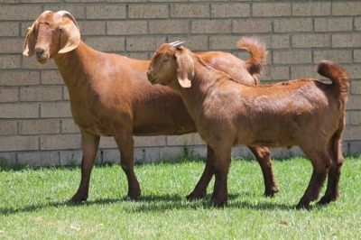 LOT 30 1+1X KALAHARI RED OOI/EWE