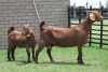 LOT 30 1+1X KALAHARI RED OOI/EWE - 2