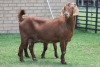 LOT 30 1+1X KALAHARI RED OOI/EWE - 4