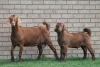 LOT 30 1+1X KALAHARI RED OOI/EWE - 5