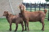 LOT 30 1+1X KALAHARI RED OOI/EWE - 6