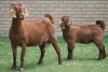 LOT 30 1+1X KALAHARI RED OOI/EWE - 7