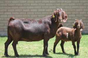 LOT 32 1+1X KALAHARI RED OOI/EWE