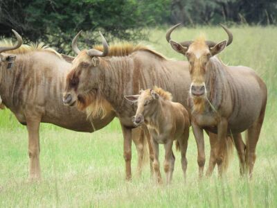 LOT 11  5x GOUEWILDEBEES KOEI/ GOLDEN WILDEBEEST COW (PER STUK OM LOT TE NEEM/PER PIECE TO TAKE THE LOT)