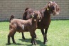 LOT 32 1+1X KALAHARI RED OOI/EWE - 5