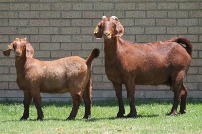 LOT 33 1+1X KALAHARI RED OOI/EWE