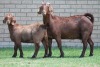 LOT 33 1+1X KALAHARI RED OOI/EWE - 4