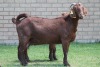 LOT 33 1+1X KALAHARI RED OOI/EWE - 5