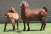 LOT 33 1+1X KALAHARI RED OOI/EWE - 8