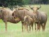 LOT 12 5x GOUEWILDEBEES KOEI/ GOLDEN WILDEBEEST COW (PER STUK OM LOT TE NEEM/PER PIECE TO TAKE THE LOT)