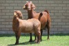 LOT 33 1+1X KALAHARI RED OOI/EWE - 9