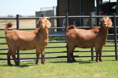 LOT 59 2X KALAHARI RED OOI/EWE (PER STUK OM LOT TE NEEM)