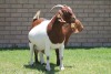 LOT 34 1+1X KALAHARI RED OOI/EWE - 4