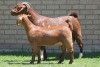 LOT 35 1+1X KALAHARI RED OOI/EWE