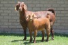 LOT 35 1+1X KALAHARI RED OOI/EWE - 2