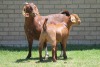 LOT 35 1+1X KALAHARI RED OOI/EWE - 4