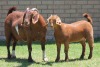 LOT 35 1+1X KALAHARI RED OOI/EWE - 5