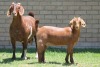 LOT 35 1+1X KALAHARI RED OOI/EWE - 7