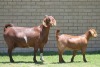 LOT 35 1+1X KALAHARI RED OOI/EWE - 8